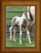 Northern Lights Pearl Majesty ~ 2019 ~ Chywoon Remington x You Know Who Dun It Again ~ Sold